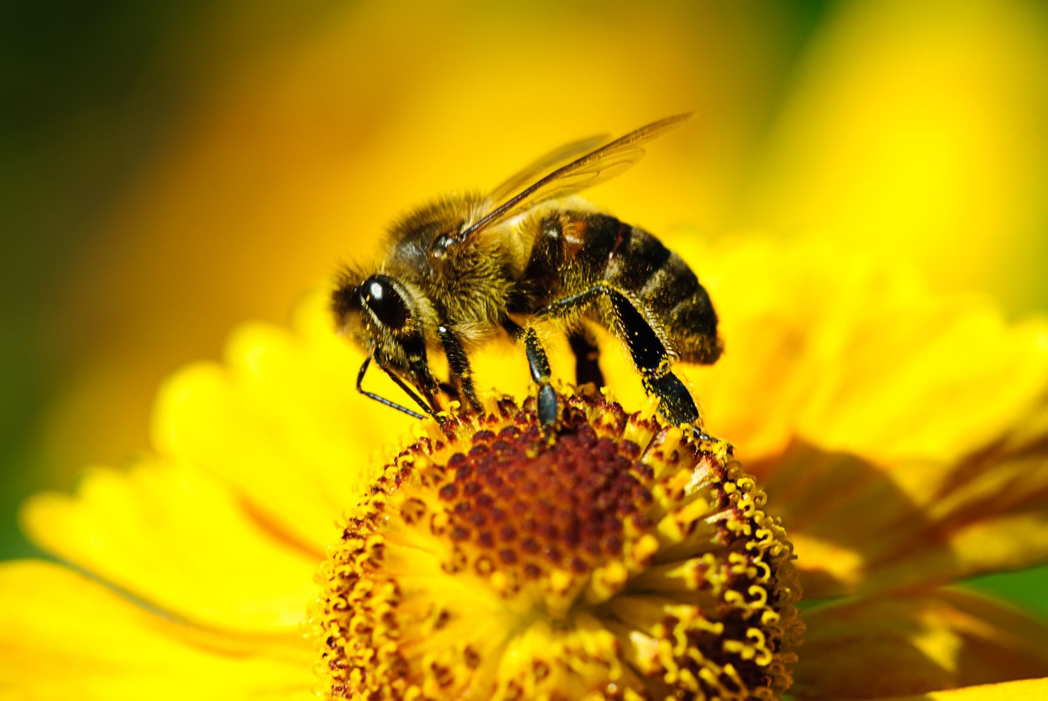 yüksek tansiyona karşı arı tedavisi