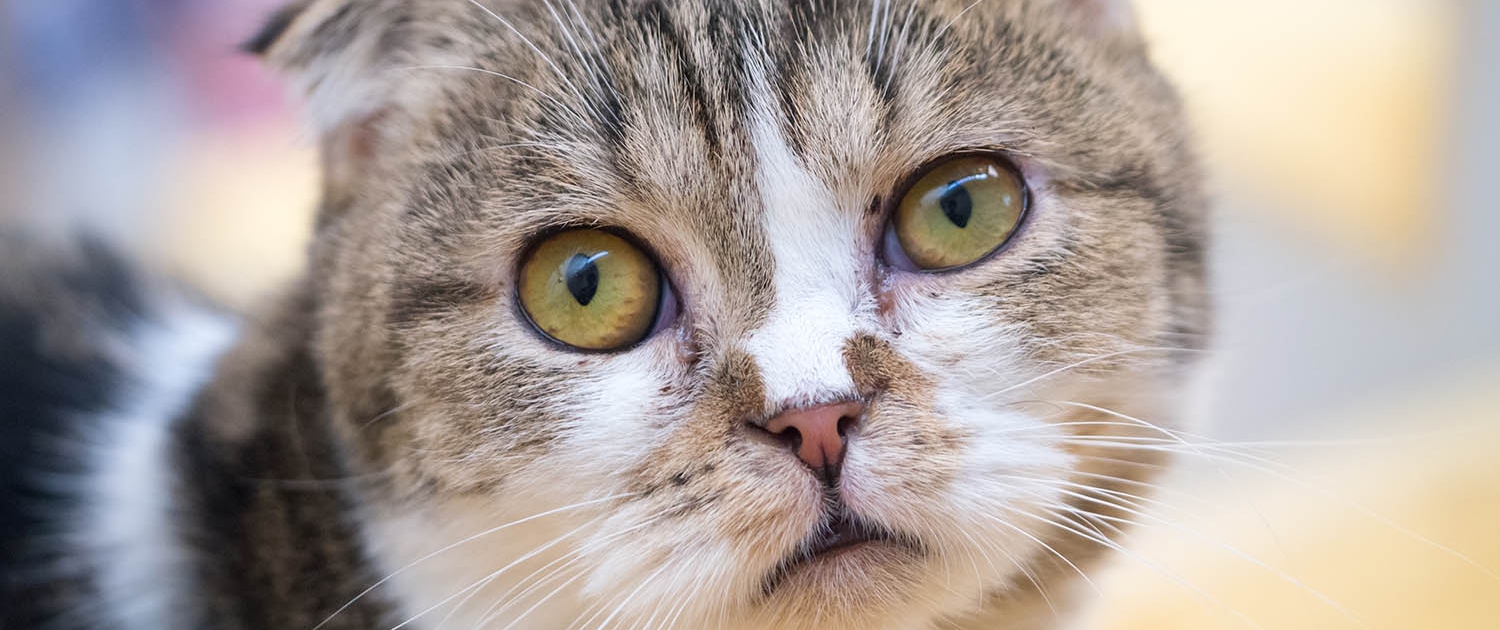 Kedi Alerjisinde Ne Yapabiliriz Turkiye Ulusal Alerji Ve Klinik Immunoloji Dernegi